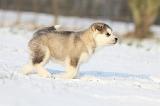 ALASKAN MALAMUTE 280